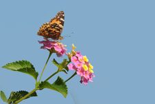 A Painted Lady Butterfly Nectaring On Lantana Flowers Stock Photo