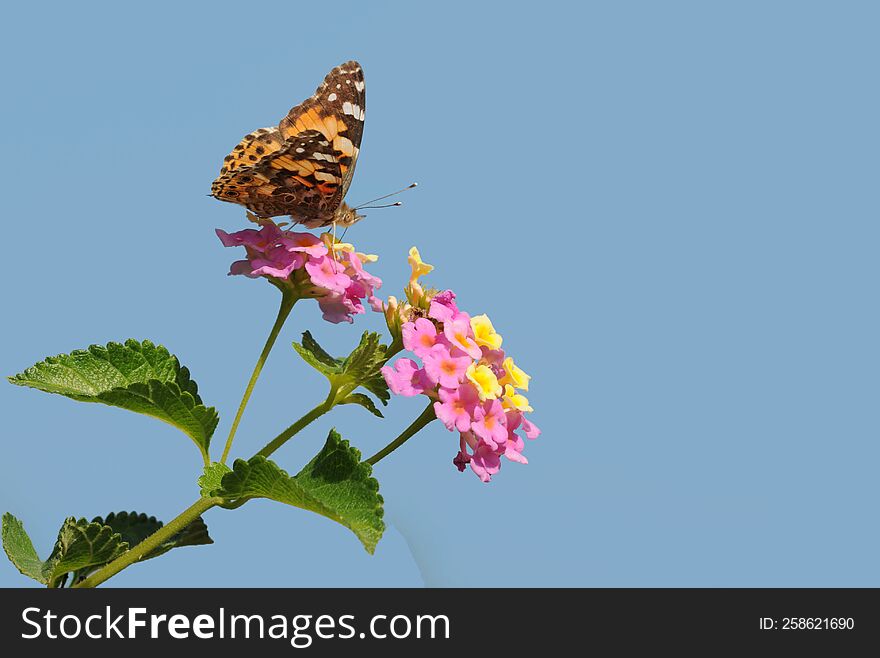 A painted lady butterfly nectaring on lantana flowers