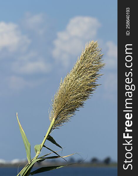 A fresh tassel of giant reed