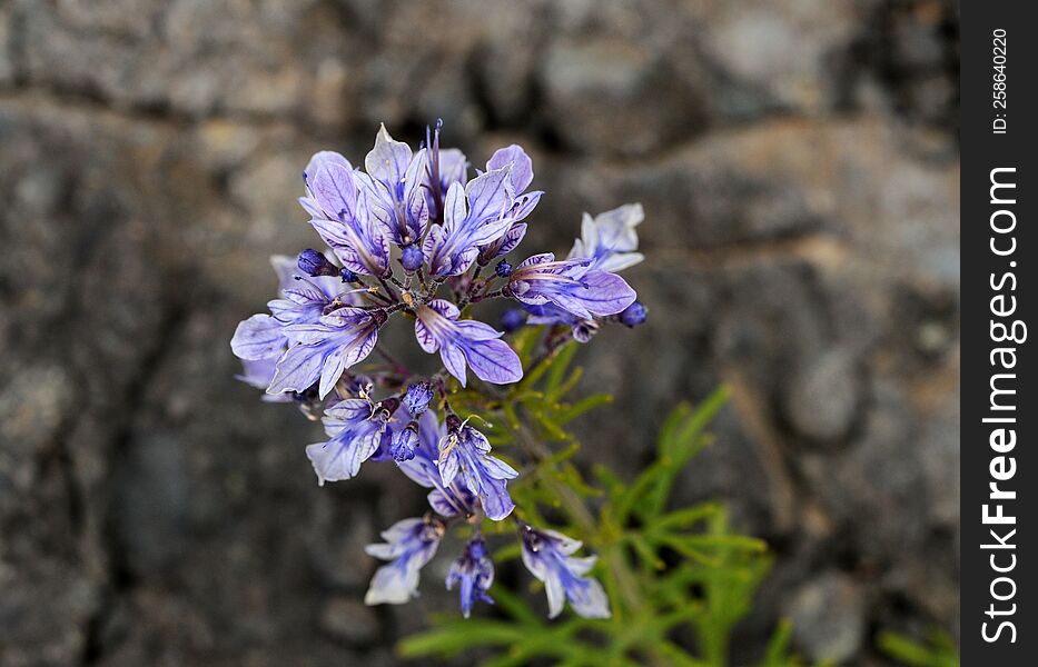 Purple teucrium flowers on a rocky field