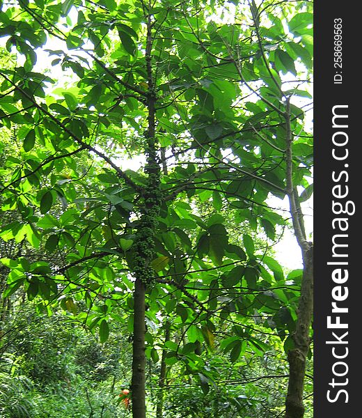 Variegated banyan, a strange plant, has fruit on its trunk Origin: China. Variegated banyan, a strange plant, has fruit on its trunk Origin: China