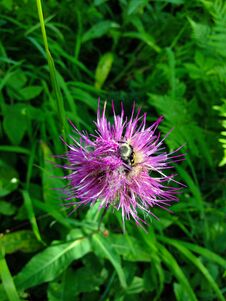 Close-up Photo Of A Purple Flower And A Bumblebee, Macro Photo. Stock Images Close-up Photo Of A Purple Flower And A Bumblebee, Macro Photo. Stock Images