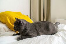 British Gray Cat Lies On A Bed With Yellow Pillows. Stock Photos