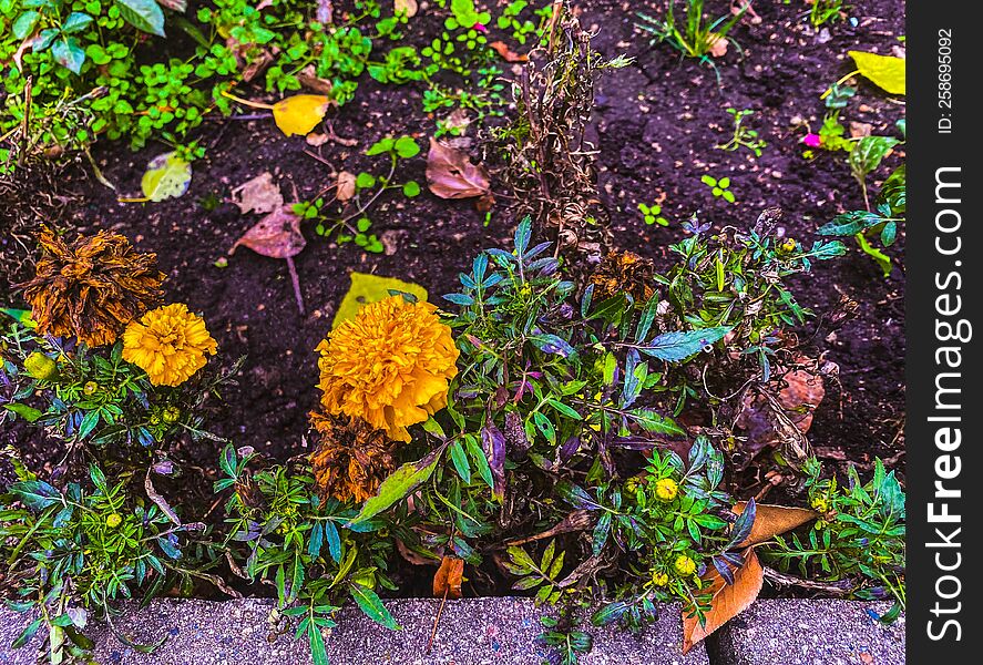 Yellow flowers in autumn. Photo of yellow flowers on the ground.