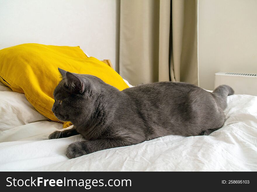 British gray cat lies on a bed with yellow pillows.