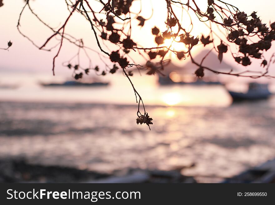 Dried leaves on sunset background.
