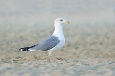 Sea Bird Stock Photography Sea Bird Stock Photography