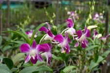 Beautiful Purple Orchid Royalty Free Stock Photos Beautiful Purple Orchid Royalty Free Stock Photos