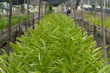 Orchid Farm Royalty Free Stock Images Orchid Farm Royalty Free Stock Images