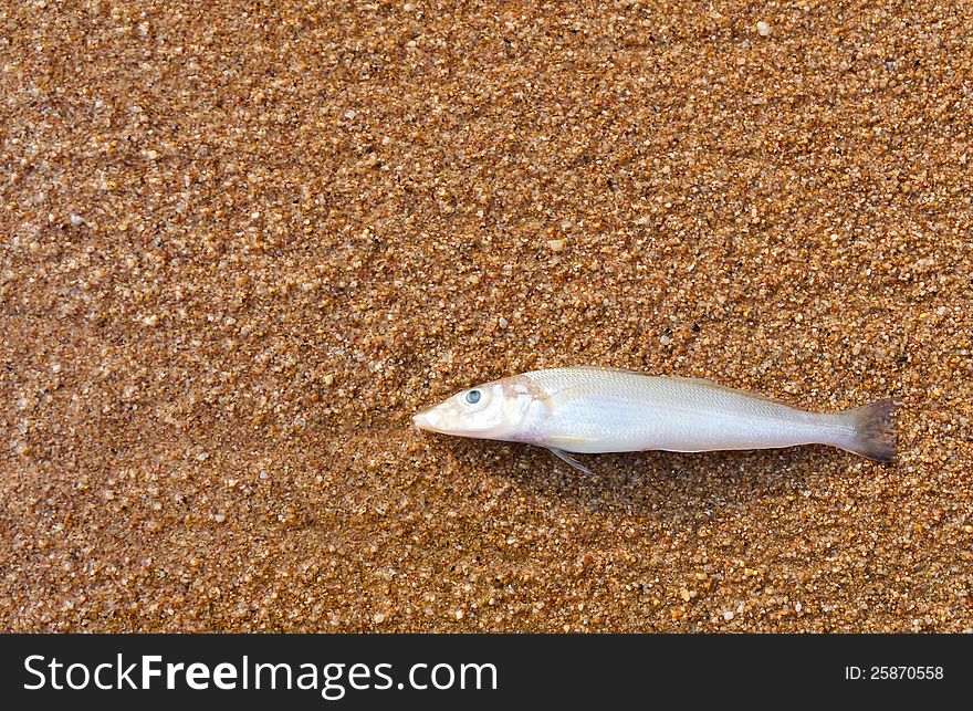 Dead fish on the beach orange sand