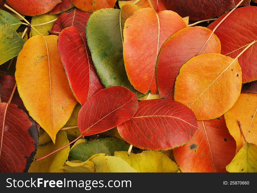 Beautiful Fall foliage in a colorful arrangement. Beautiful Fall foliage in a colorful arrangement.