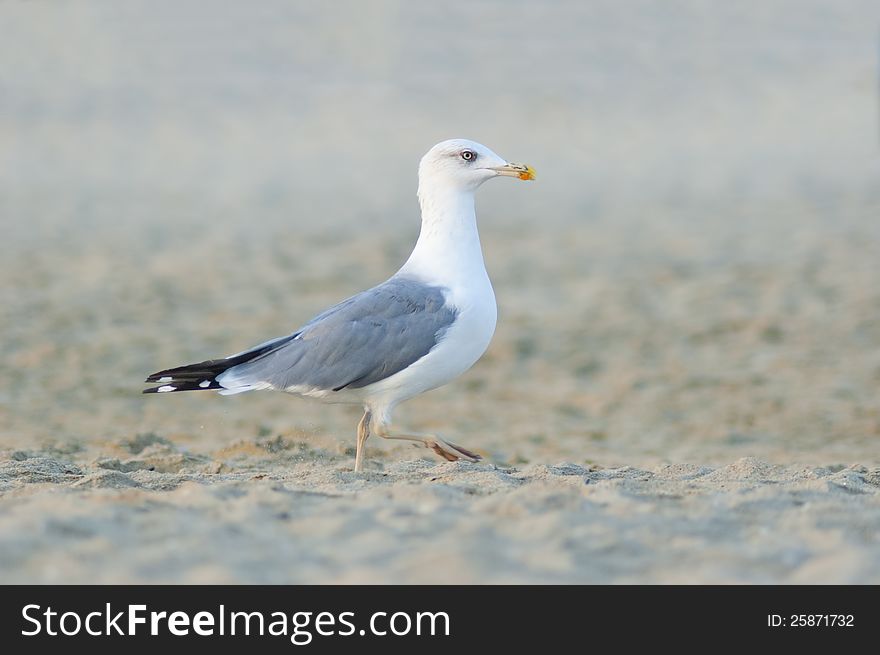 Maritime white bird Chaika walks on the beach in search of food. Maritime white bird Chaika walks on the beach in search of food