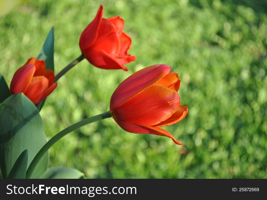 3 red tulips with grass in the background