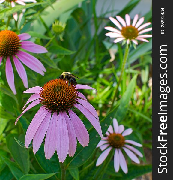 A fuzzy European honeybee perched atop a bright pink daisy, against a garden background. A fuzzy European honeybee perched atop a bright pink daisy, against a garden background.