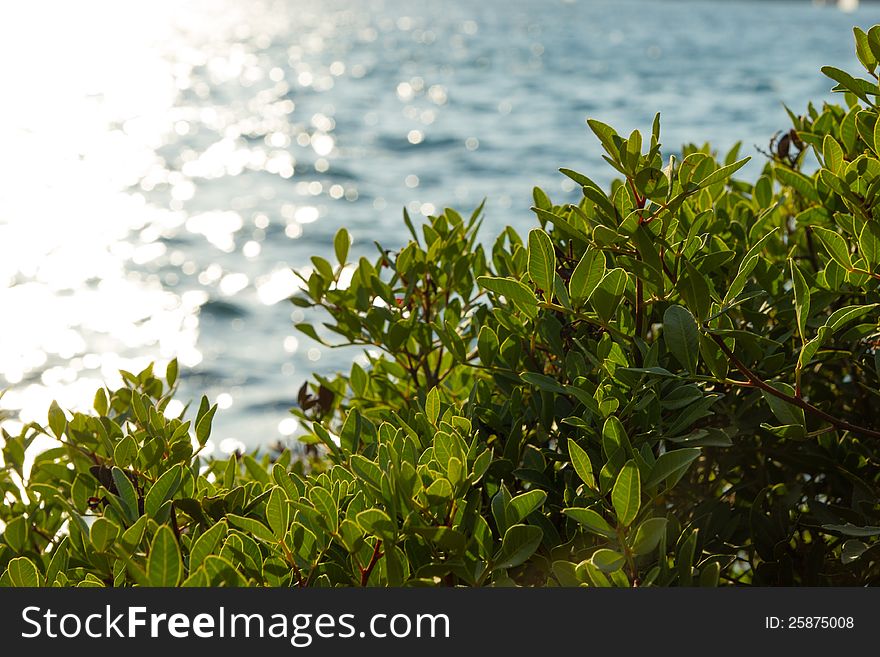 A detail of green vegetation (leaves) in sunset rays with sea in the background. A detail of green vegetation (leaves) in sunset rays with sea in the background.