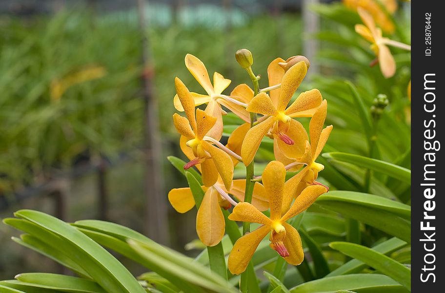 Close-up of yellow orchids at orchid farm