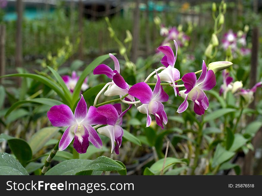 Beautiful purple orchid