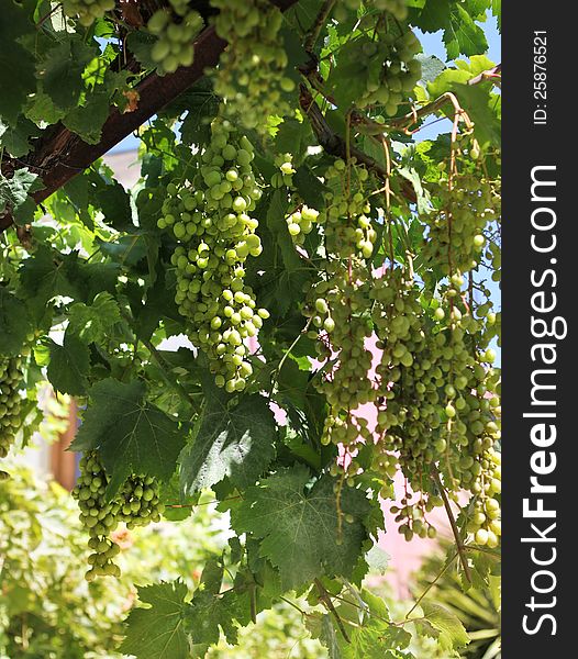 Fresh green grapevine growing