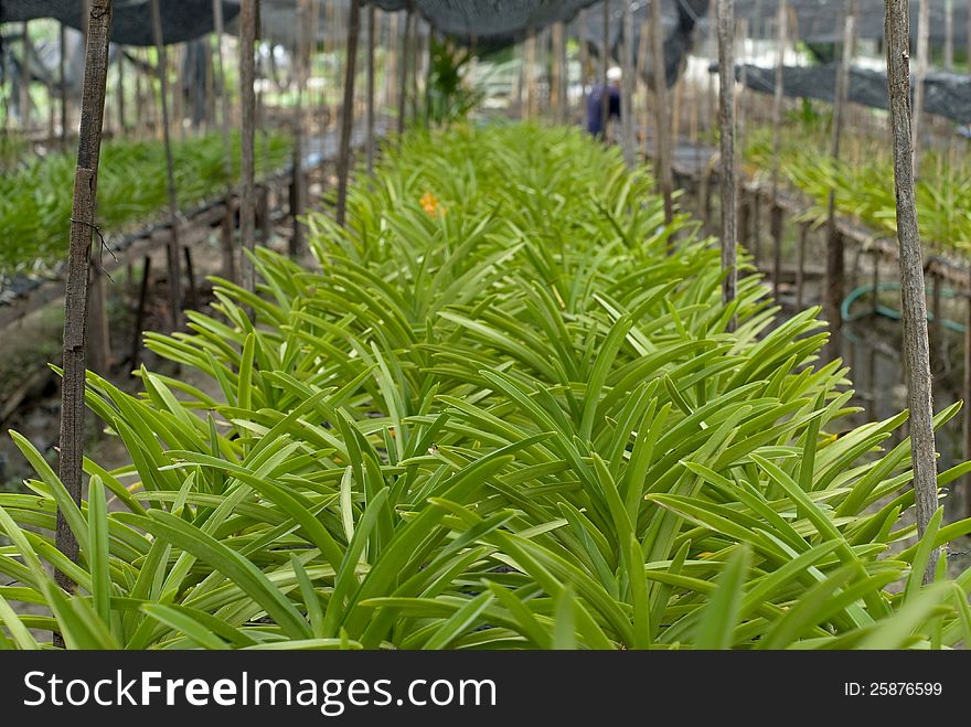 Roll of orchid in orchid farm