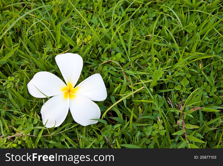 Frangipani flowers on the green grass