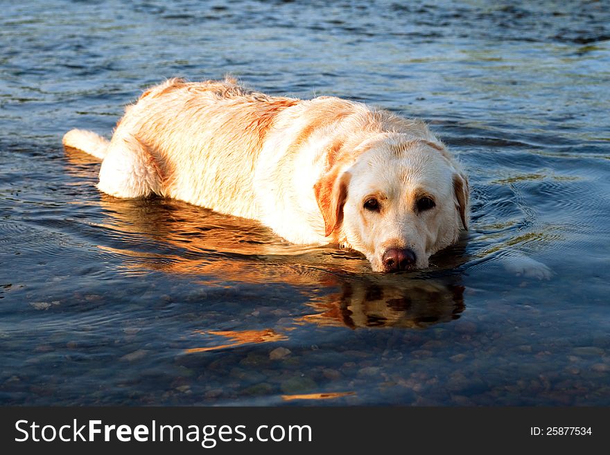 Dog lying in the water to cooled