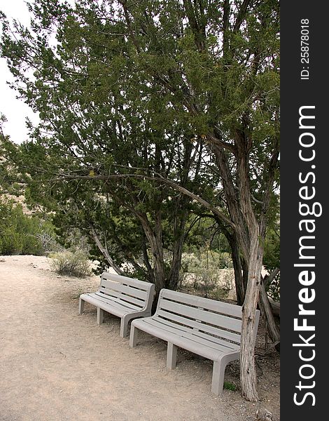 Bench Under A Tree