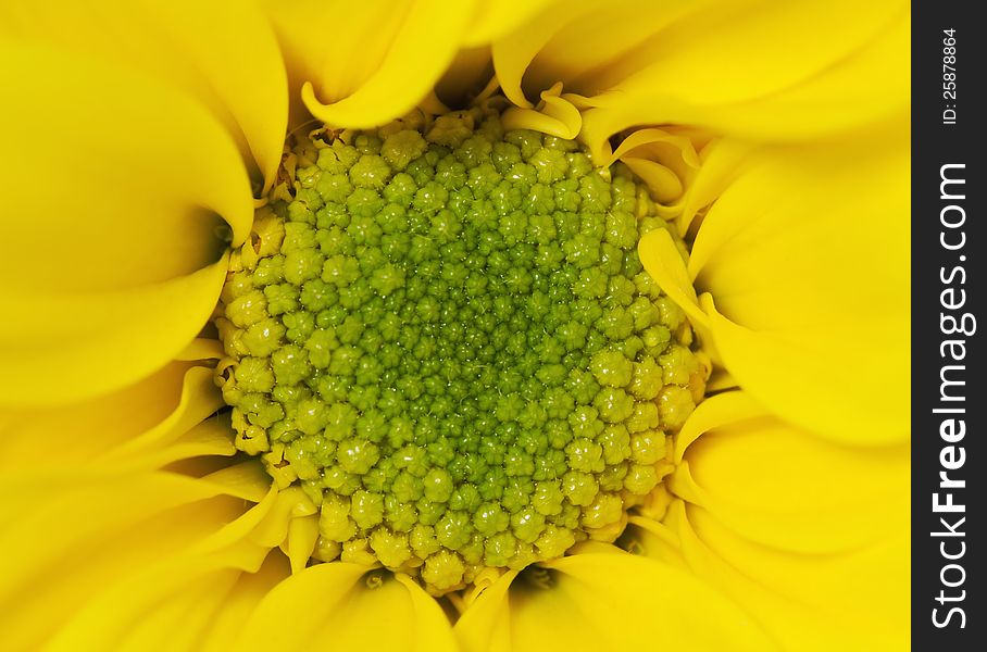 yellow chrysanthemum flower close up shot