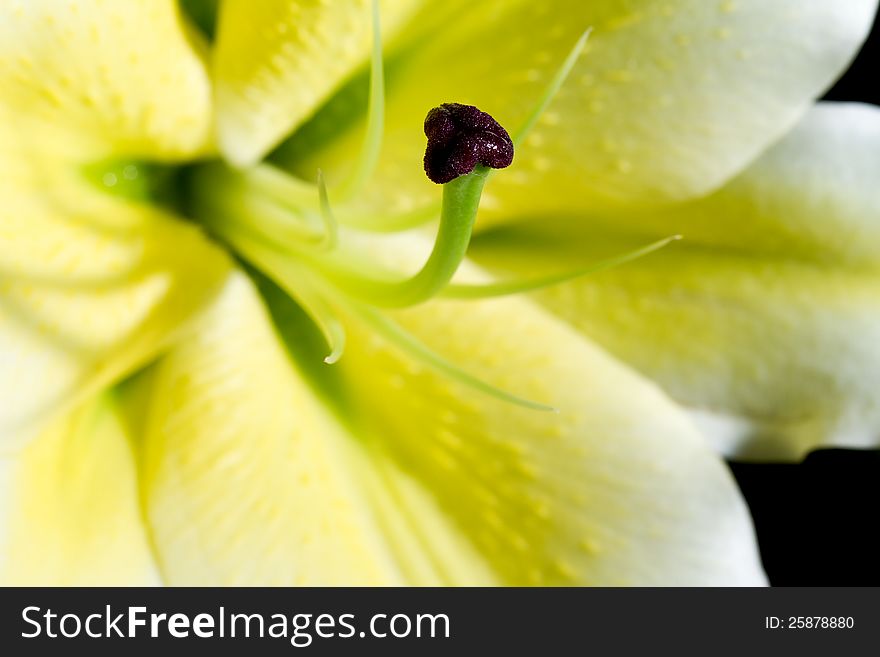 Yellow lily on black background closeup shot