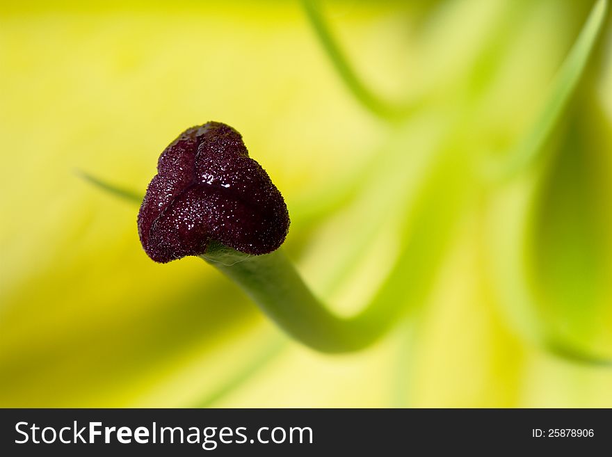 Closeup shot of yellow lily pollen. Closeup shot of yellow lily pollen