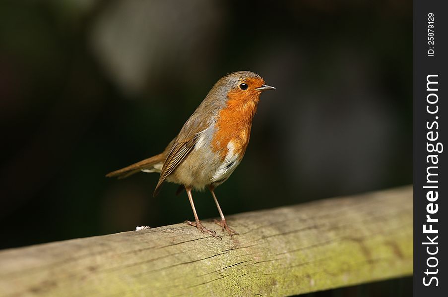 Portrait of a male Robin