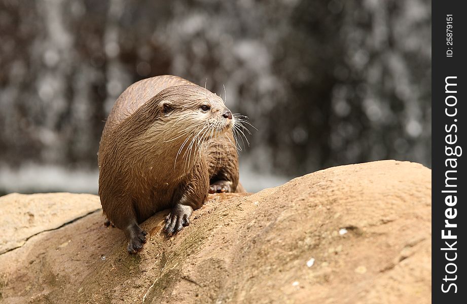 Portrait of a Oriental Short-Clawed Otter