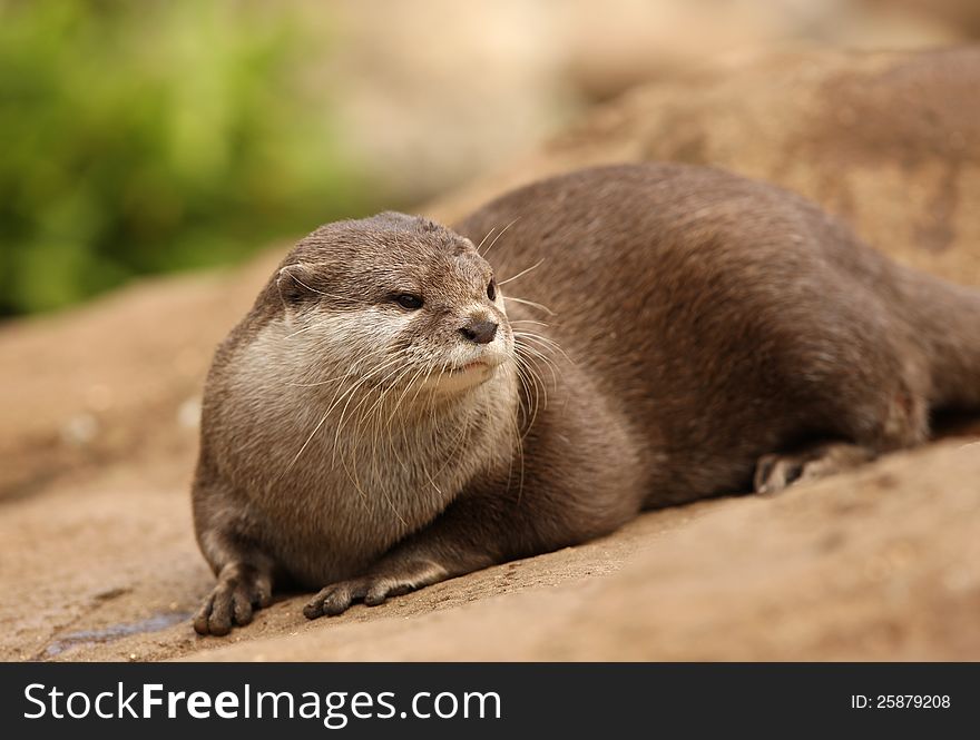 Portrait of a Oriental Short-Clawed Otter