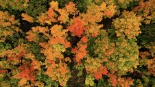 Autumn Colors In The Forest. Aerial View Of The Autumn Forest. Royalty Free Stock Image
