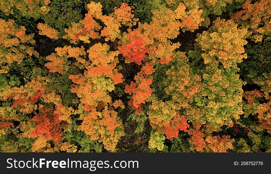 Autumn colors in the forest. Aerial view of the autumn forest.