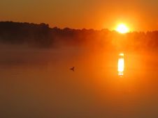 Common Loon With Sunrise Royalty Free Stock Photos Common Loon With Sunrise Royalty Free Stock Photos