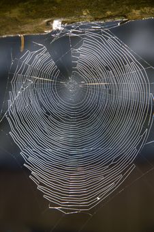 Spider Web Royalty Free Stock Photo Spider Web Royalty Free Stock Photo
