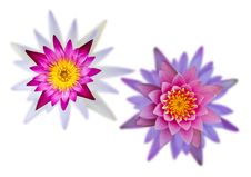 Isolates Of Two Overlapping Lotus Flower. Royalty Free Stock Photos