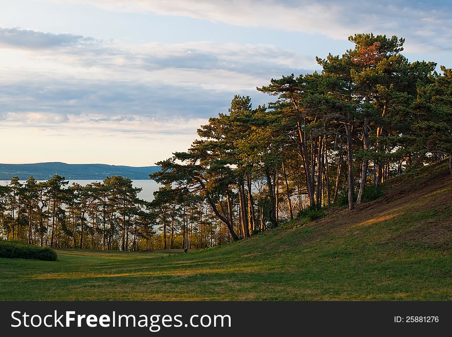 Trees on the hill, near from the lake Balaton. Trees on the hill, near from the lake Balaton