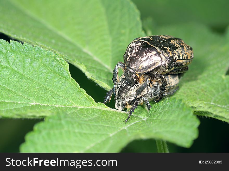 A pair of black tumblebug are mating