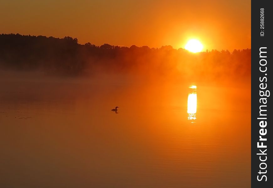Common Loon with Sunrise