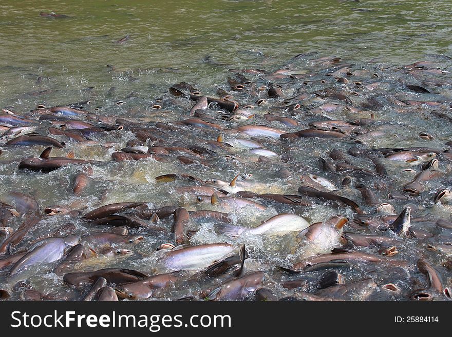 Is a lot freshwater fish.They eating. Is a lot freshwater fish.They eating.
