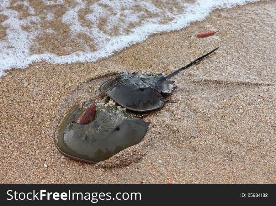 Two horseshoe crab is mating in Seaside.