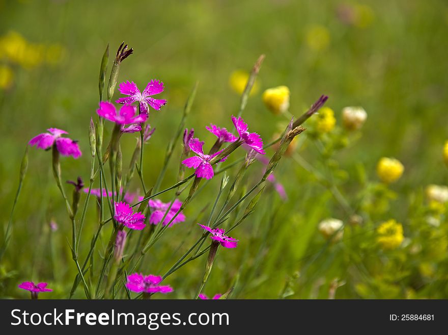 Dianthus deltoides