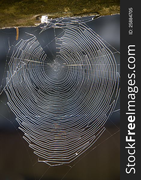 Spider net caught on a piece of wood, spider web isolated from the background