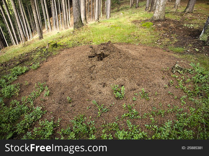 Dwelling ants in a coniferous forest, anthill built from pine needles