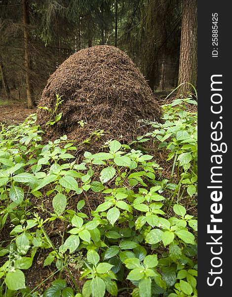 Anthill built from a high of dry needles. Anthill built from a high of dry needles