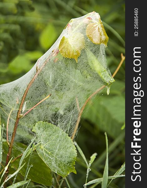 Green plant with leaves wrapped in a web of. Green plant with leaves wrapped in a web of