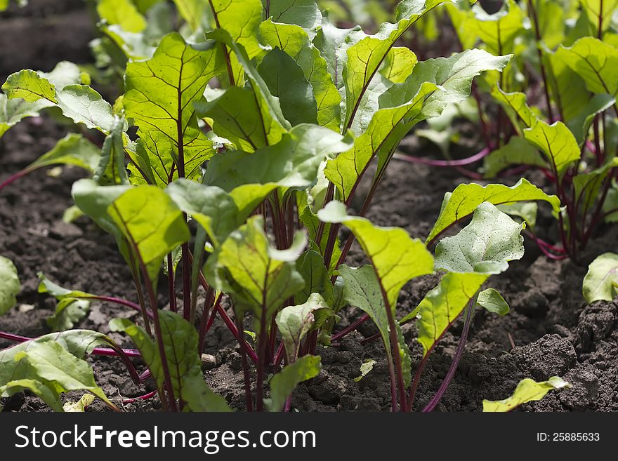 Young Beetroot Growing On The Vegetable Bed