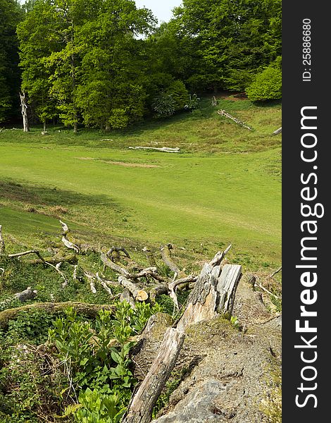 Old Fallen Tree In Knole Park