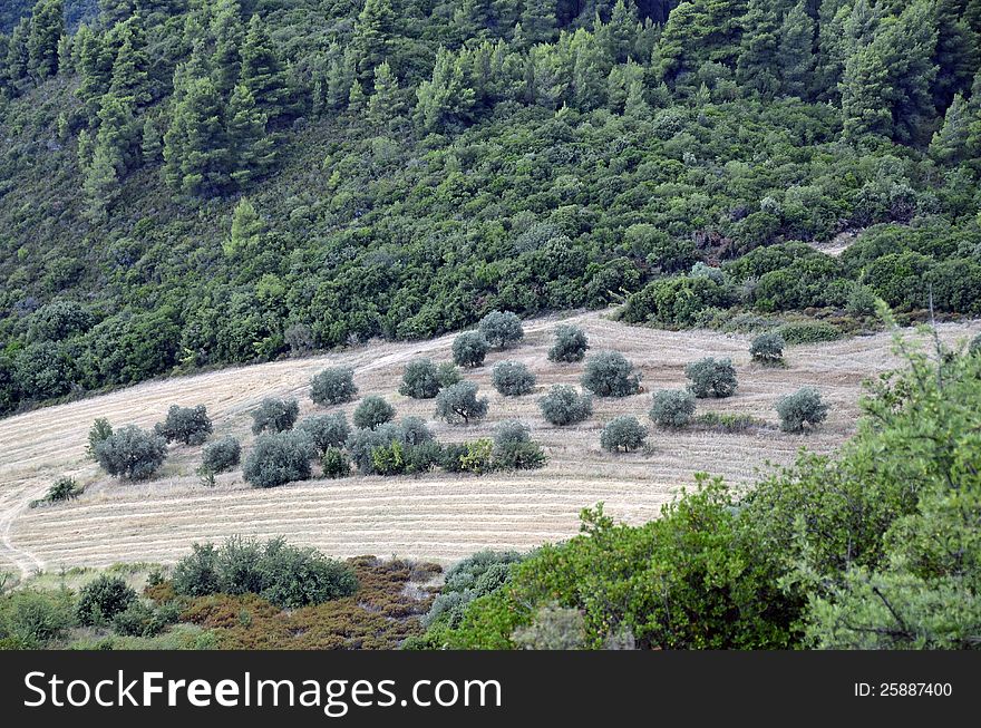 Olive tree orchard in sunny Greece. Olive tree orchard in sunny Greece